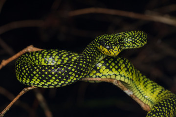 Venomous pitviper (Trimeresurus sumatranus malcolmi) , Nature close-up image of Venomous Pitviper