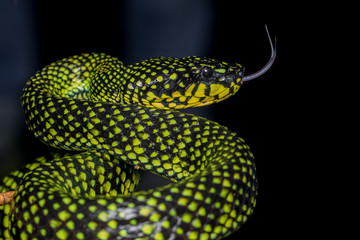 Venomous pitviper (Trimeresurus sumatranus malcolmi) , Nature close-up image of Venomous Pitviper