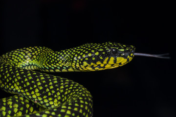 Venomous pitviper (Trimeresurus sumatranus malcolmi) , Nature close-up image of Venomous Pitviper