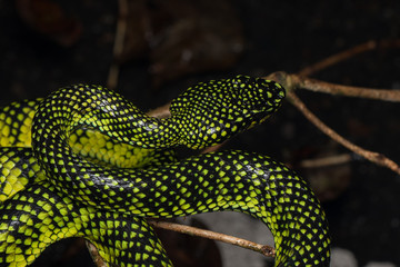 Venomous pitviper (Trimeresurus sumatranus malcolmi) , Nature close-up image of Venomous Pitviper