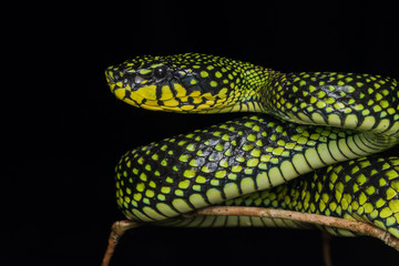 Venomous pitviper (Trimeresurus sumatranus malcolmi) , Nature close-up image of Venomous Pitviper