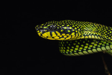 Venomous pitviper (Trimeresurus sumatranus malcolmi) , Nature close-up image of Venomous Pitviper