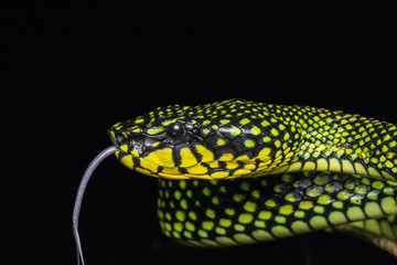 Venomous pitviper (Trimeresurus sumatranus malcolmi) , Nature close-up image of Venomous Pitviper