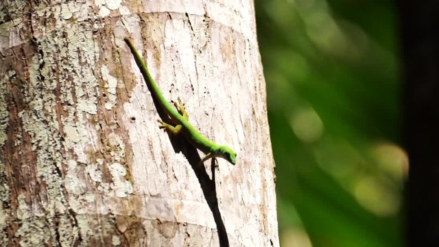 Close up of a green day gecko (Phelsuma sundbergi) on a palm tree filmed on La Digue, Seychelles with a nice bokeh.