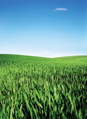 Scene of the green field under the bright blue sky. 