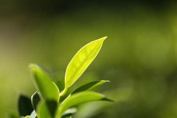 Natural green plants landscape using as a background or wallpaper,Closeup nature view of green leaf in garden at summer under sunlight