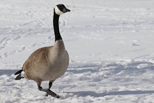 canada goose on the snow