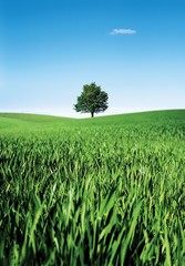 Fototapeta premium Scene of the green field and tree under the bright blue sky. 