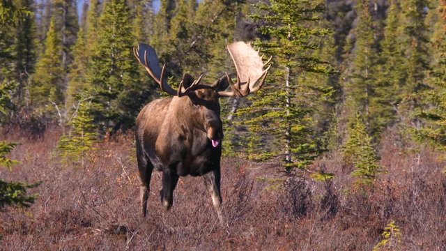 a bull moose in Alaska