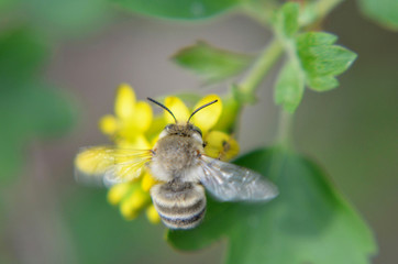 in spring the bee flies to the yellow flower to collect nectar. macro.