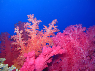Fototapeta na wymiar Underwater world in deep water in coral reef and plants flowers flora in blue world marine wildlife, travel nature beauty exploration in diving trip,adventures recreation dive. Fish, corals, creatures