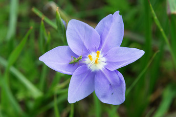 Purple Prairie Celestial lily flower with green grasshopper nymph in Texas spring