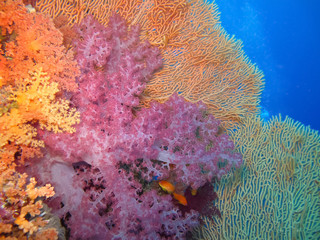 Underwater world in deep water in coral reef and plants flowers flora in blue world marine wildlife, travel nature beauty exploration in diving trip,adventures recreation dive. Fish, corals, creatures