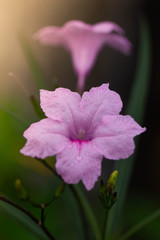 Pink flowers Ruellia tuberosa, Thailand, Asia