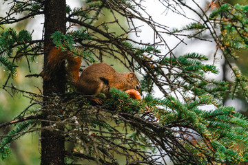A squirrel hides a mushroom away in a pine tree branch. 