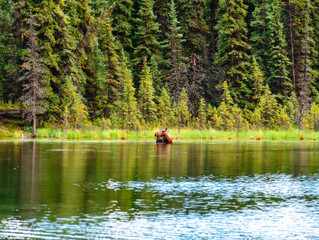 Fototapeta na wymiar A moose cow stands in a lake grazing on the weeds growing from the bottom of the lake in Denali national Park Alaska.