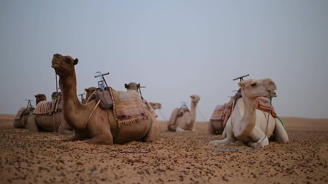 Camels in the desert resting in the sand. camel farm. camels lunch chewing in the Sahara desert. desert.