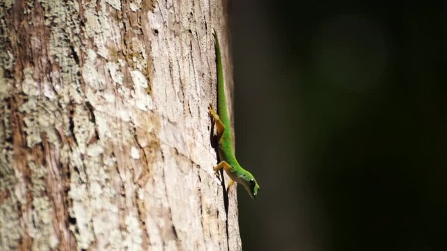Close up of a green day gecko (Phelsuma sundbergi) on a palm tree filmed on La Digue, Seychelles with a nice bokeh.