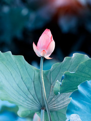 blooming lotus flower