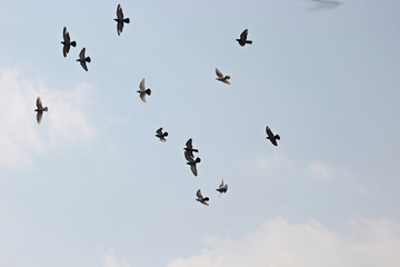 하늘을 날으는 비둘기 떼