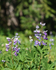Wild meadow flowers as a floral nature background.