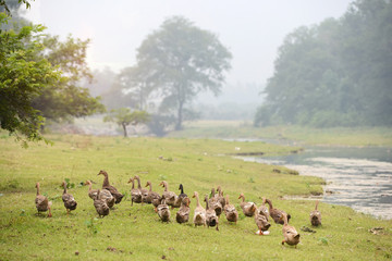 landscape in Yangshuo Guilin, China