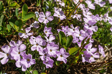 Wild meadow flowers as a floral nature background.