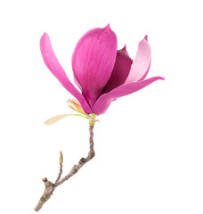Fototapeta na wymiar magnolia flower branch isolated on white background