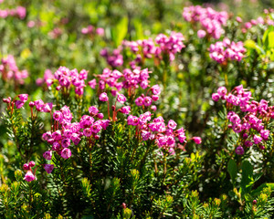Wild meadow flowers as a floral nature background.