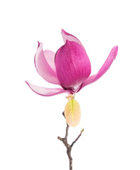Obraz na płótnie Canvas magnolia flower branch isolated on white background