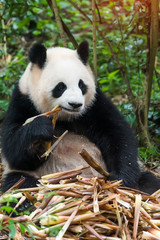 Obraz premium Giant panda eating bamboo,Wild Animals.