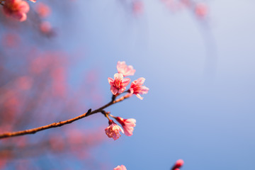 Spring blossom pink flowers Beautiful nature 