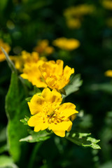 Wild meadow flowers as a floral nature background.