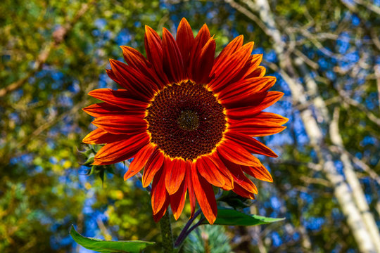 Red Sunflower 