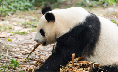 Giant panda eating bamboo,Wild Animals.