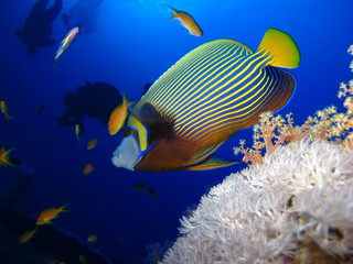 Underwater world in deep water in coral reef and plants flowers flora in blue world marine wildlife, travel nature beauty exploration in diving trip,adventures recreation dive. Fish, corals, creatures