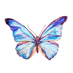 Fototapeta na wymiar beautiful butterfly,watercolor, isolated on a white