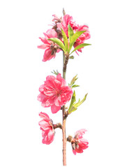 Naklejka na ściany i meble pink blossoms