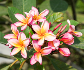 Fototapeta premium frangipani or plumeria tropical flower in nature