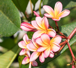 frangipani or plumeria tropical flower in nature