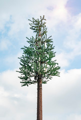 Cell phone tower disguised as a tree