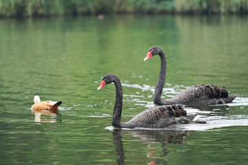 Two black swans float in pond water