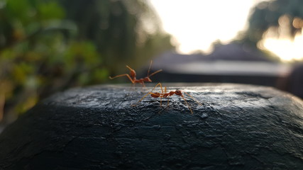 Ant , Closeup