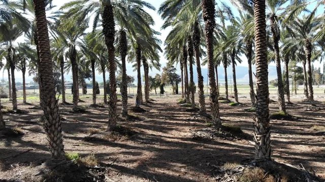 Palm Trees
Hovering over a palm trees plantation
