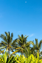 Fototapeta na wymiar Blue bright tropical sky background. Sunny day. Bali island, Indonesia.