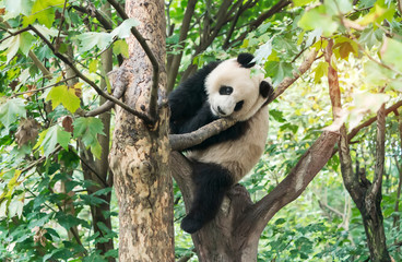 Giant panda over the tree.