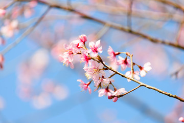 Cherry Blossom Sakura flowers with blue sky background at Phu Lom Lo, Loei province, Thailand.