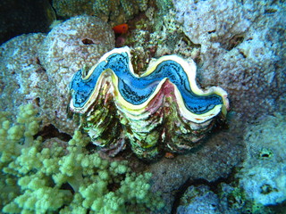 Underwater world in deep water in coral reef and plants flowers flora in blue world marine wildlife, travel nature beauty exploration in diving trip,adventures recreation dive. Fish, corals, creatures