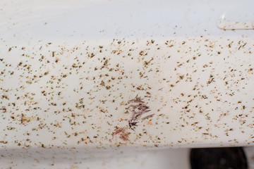 Front bumper cars. Dead insects. Radiator grille. The car is white. Mosquitoes on the bumper....