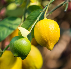 lemon tree with ripe lemons
